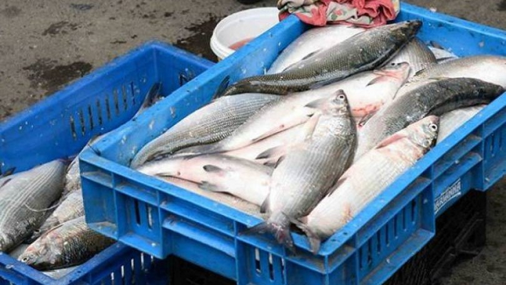 Առգրավվել է 5153 հատ «սիգ» տեսակի ձուկ, Սեւանա լճից դուրս է բերվել ձկնորսական 22 ցանց