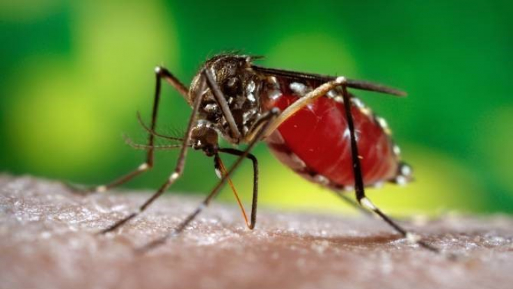 ՄԱԿ-ում Սալվադորը հայտարարել են Կենտրոնական Ամերիկայում առաջին երկրը, որը զերծ Է մալարիայից