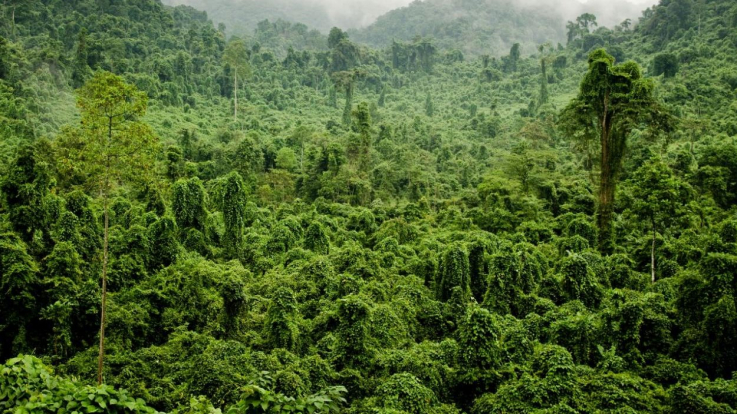 Արևադարձային անտառները հնարավոր կլինի վերականգնել սուրճի մրուրի միջոցով