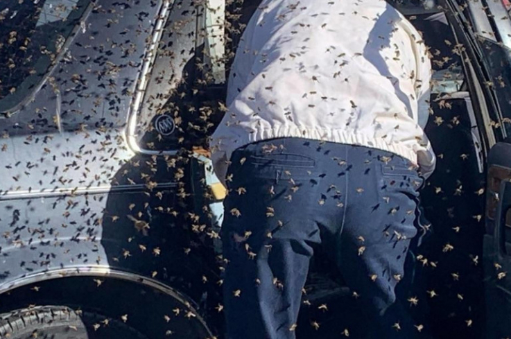 15,000 մեղուներ․ ԱՄՆ-ում մեղուների պարսը 10 րոպեում «գրոհել է» կայանված մեքենան 
