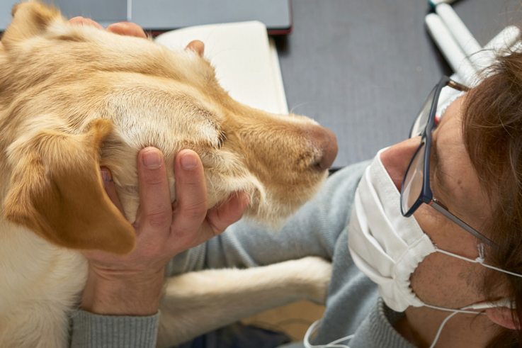 Գիտնականներն ապացուցել են, որ շները կորոնավիրուսը կարող են հայտնաբերել 96% ճշգրտությամբ