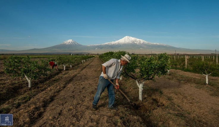 Ծառերի ծաղկումից հետո ազոտով պարարտացումը կարող է բացասաբար անդրադառնալ պտղակալման վրա