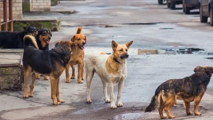 Արագածոտնի մարզում թափառող շների հարձակման հետևանքով քաղաքացի է մահացել