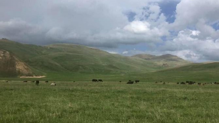 Ադրբեջանցի զինծառայողները Խնածախում գողացել են 3 եղջերավոր կենդանի, Տեղ գյուղում՝ խոչընդոտել ցորենի հավաքը