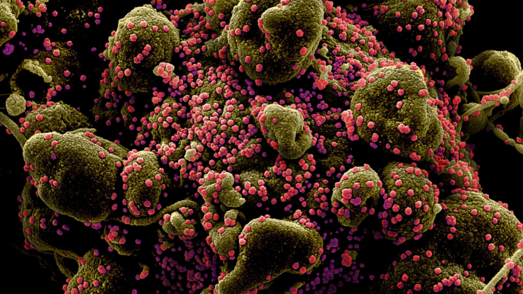 Կորոնավիրուսն ավելի դանդաղ է մուտացիայի ենթարկվում, քան գրիպի վիրուսը