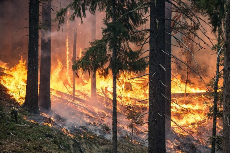 Ֆրանսիայում անտառային հրդեհի պատճառով շուրջ հարուր  մարդ է տարհանվել
