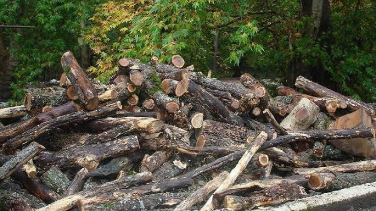 Սյունիքի մարզում ապօրինի անտառահատումներն ավելացել են. մարզի դատախազությունը միջոցներ է ձեռնարկել