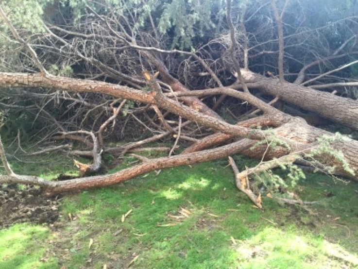 Քամուց բարդու ծառը  կոտրվել և ընկել է Երևան-Մեղրի ճանապարհին