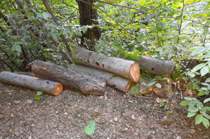 Գուգարքի անտառտնտեսության տարածքում հայտնաբերել է ապօրինի հատված 39 ծառ․ շրջակա միջավայրին հասցված վնասը գերազանցում է 900.000 դրամը