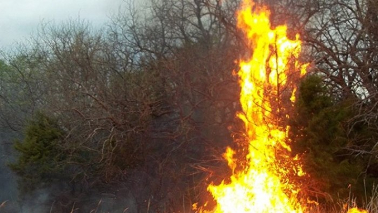 Բուսաբանական այգում բռնկված հրդեհը մարվել է․ այրվել է մոտ 4000 քմ խոտածածկույթ