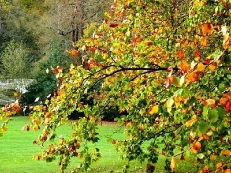 Օդի ջերմաստիճանը հոկտեմբերի 25-27-ի ցերեկն աստիճանաբար կնվազի 8-11 աստիճանով