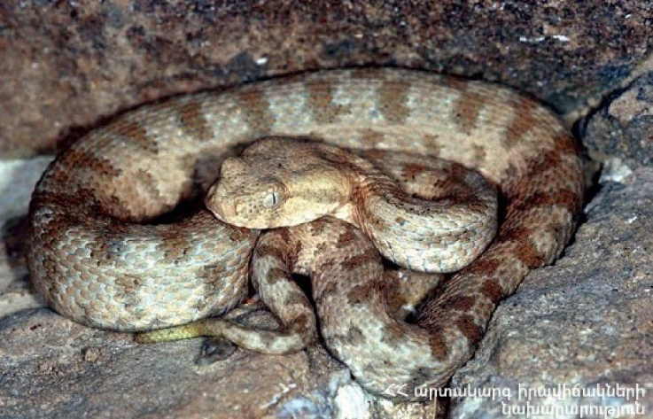 Բերդավանի տներից մեկի ննջասենյակ մտած օձը տեղափոխվել է անվտանգ տարածք