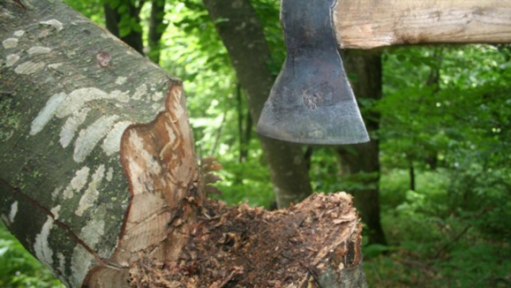 «Արցախանտառ»-ի 53 հատ տարբեր տեսակի ծառ է ապօրինի հատվել