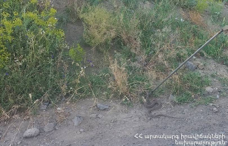 Վայոց ձորի մարզում հայտնաբերվել է գյուրզա տեսակի օձ և տեղափոխել անվտանգ տարածք