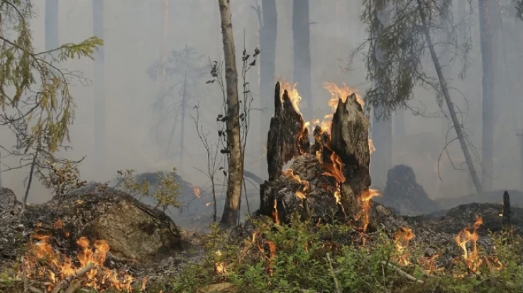Ռուսաստանում անտառային հրդեհների տարածքն ավելացել է օրական 7 հազար հեկտարով