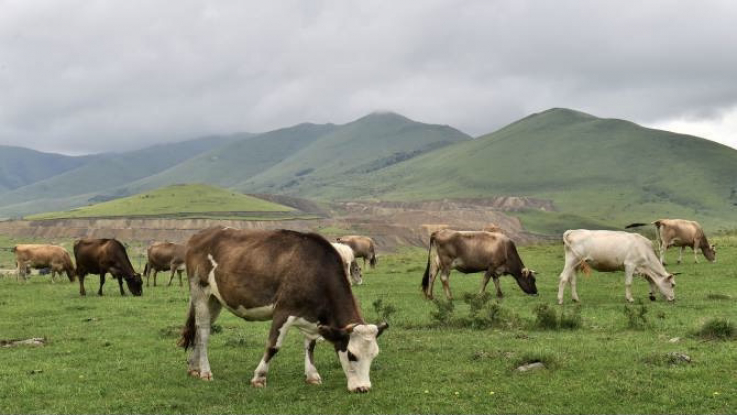 Նախատեսվում են խոշոր եղջերավոր կենդանիների համարակալման վերաբերյալ իրազեկման այցեր ՀՀ մարզեր