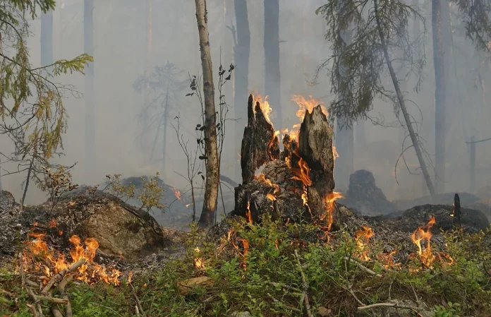 Ռուսաստանում անտառային հրդեհների տարածքն ավելացել է օրական 7 հազար հեկտարով