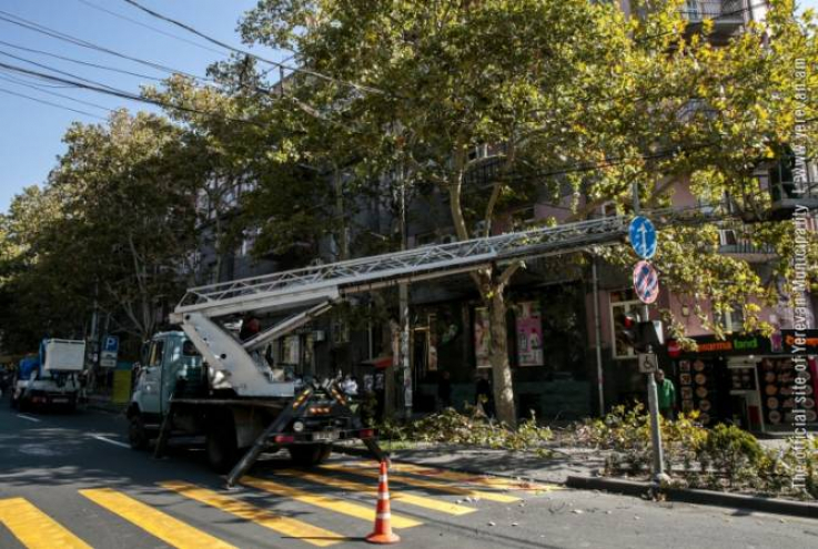 «Կանաչապատում և շրջակա միջավայրի պահպանություն» ՀՈԱԿ-ն ստանձնել է Կարմիր գրքում գրանցված սոսիները Երևանում էտելու գործը