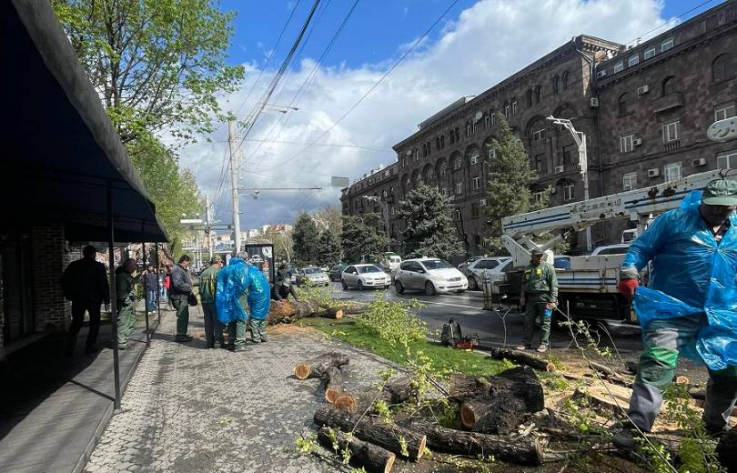 Երևանում շարունակվում է կենսունակությունը կորցրած ծառերի փոխարինումը