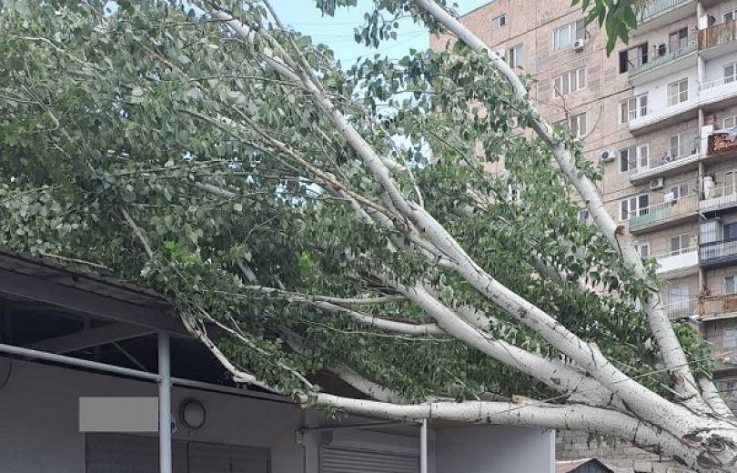 Քամու հետևանքով հսկա բարդին կոտրվել և ընկել է ավտոտնակի վրա