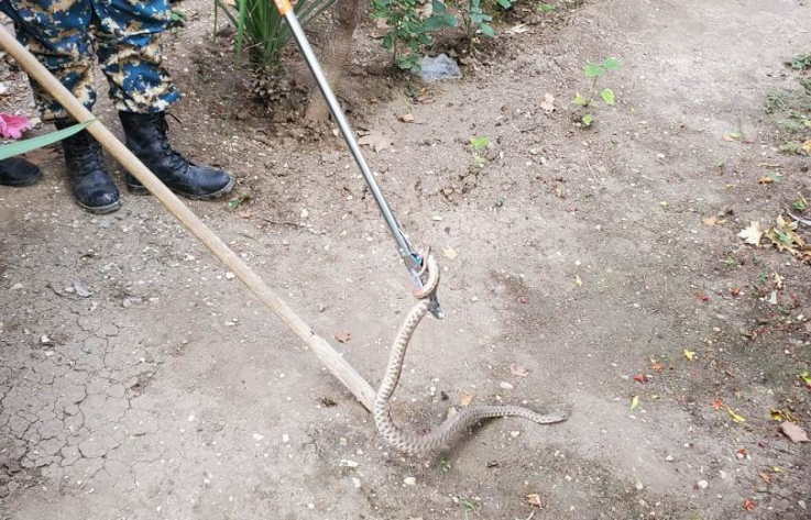 Մարտունի քաղաքի Օգոստոսի փողոցի բնակելի տներից մեկում կրկին օձեր են հայտնվել