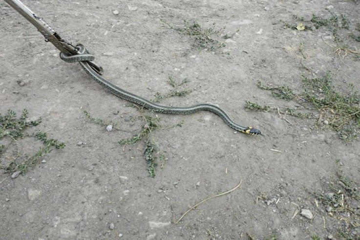 Փրկարարներն անվտանգ տարածք են տեղափոխել օձերին