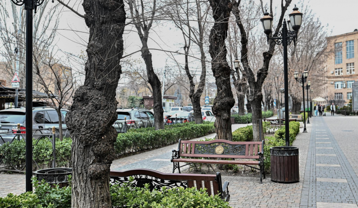 Երևանում շուրջ 2000 հասուն և արժեքավոր ծառ կտնկվի 