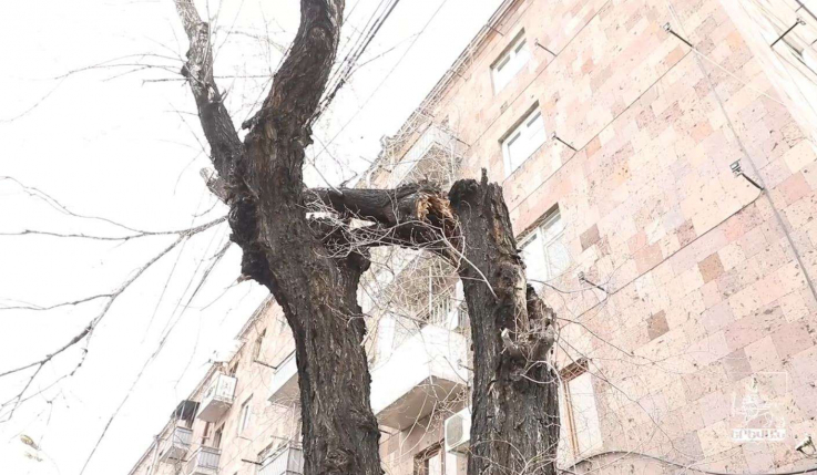 Բագրատունյաց փողոցում կենսունակությունը կորցրած ծառերը փոխարինվում են 