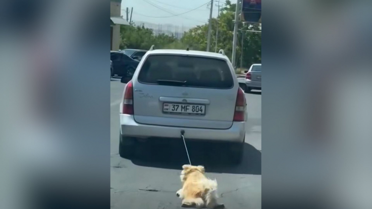 Շանը մեքենայից կապած ու քարշ տված քաղաքացին ձերբակալվել է