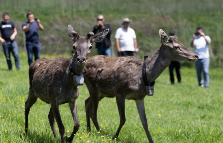 Հայտնաբերվել է «Դիլիջան» ազգային պարկի ազնվացեղ եղջերուի ռադիոնավիգացիոն վզկապը՝ կտրված և կիսահալված. ԲԸՏՄ